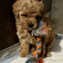 Australian Labradoodle Puppies from Tiny Treasures Australian Labradoodles