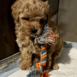 Australian Labradoodle Puppies from Tiny Treasures Australian Labradoodles