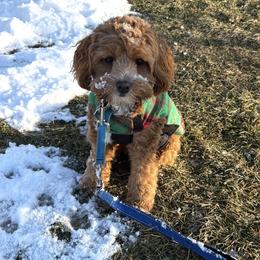 Enzo - Red male Cockapoo puppy in Birdsboro, Pennsylvania from Cooper Family Cockapoos