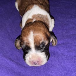 Tina - Mahogany and white female Basset Hound puppy in Inman, Nebraska from Sandhill Hounds of Nebraska