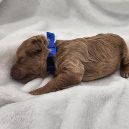 Blue - Apricot male Goldendoodle puppy in Webster, New York from Sacred Heart Doodles