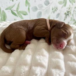 Blossom (light pink) - Red  female Goldendoodle puppy in Apopka, Florida from The Classic Doodle