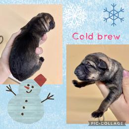 Cold Brew - Orange girl - Sable female German Shepherd puppy in Oakley, California from Von Guadachi German Shepherds & Audacity Border Collies