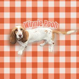 Winnie - Basset Hound