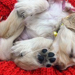 Golden Retriever Puppies from Great Lakes Golden Retreivers