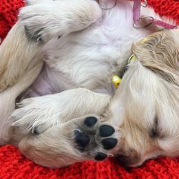 Golden Retriever Puppies from Great Lakes Golden Retreivers