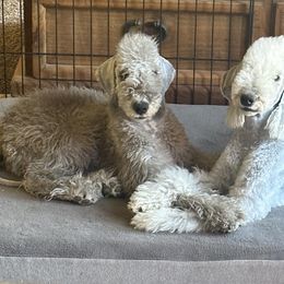 Bedlington Terriers from Highview Bedlingtons