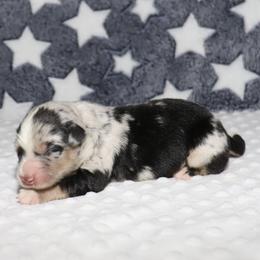 Ayla - Blue merle female Miniature Australian Shepherd puppy in Guthrie, Oklahoma from Raised Right Pups