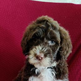 Portuguese Water Dog Puppies from Prized Family Porties
