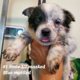Half mask blue - Blue mottled male Australian Cattle Dog puppy in Lenoir, North Carolina from Blue Coyote Ranch