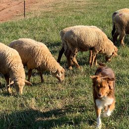 Australian Shepherds from Black Rock Farm Aussies