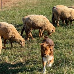 Australian Shepherds from Black Rock Farm Aussies