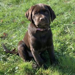 Labrador Retriever Puppies from Brookside Labrador Retrievers