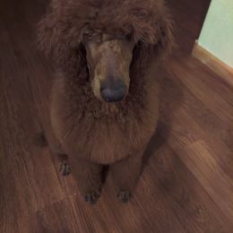 Groot - Poodle