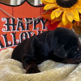 Lucius - Doberman Pinscher puppy from Sky’s Dobermans