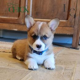 Chick - Red male Pembroke Welsh Corgi puppy in Pine Village, Indiana from NL Horsemanship