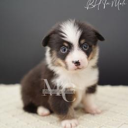 Linen (Tri Male) - Black and tan male American Corgi puppy in Straughn, Alabama from Magnolia Creek Corgis