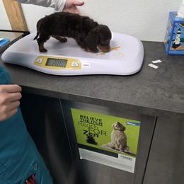 Dachshund Puppies from One love doxies