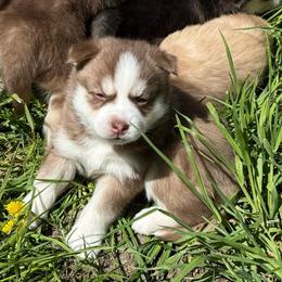 Miata - Chocolate female Pomsky puppy in Greenfield, Minnesota from SRF Pomskies