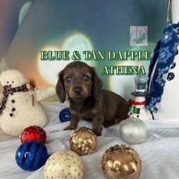 Athena - Blue and tan female Dachshund puppy in Waseca, Minnesota from Dragonfly Doxies