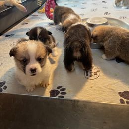 Labrador Retriever and Pembroke Welsh Corgi Puppies from FLK Corgis