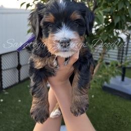 Darbis - Tri-color female Bernedoodle puppy in Saratoga Springs, Utah from Saratoga Springs Doodles