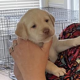 Dilute Retriever Puppies from Virdin’s Silver Labs