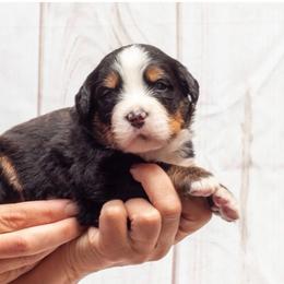 Purple Collar Female - Black rust and white female Bernese Mountain Dog puppy in Collinsville, Texas from Berner Dynasty