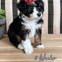 Nova - Tri-color female Bernedoodle puppy in Runaway Bay, Texas from Green Ranch Doodles