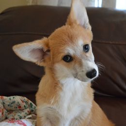 Rishka - Red female Pembroke Welsh Corgi puppy in Oswego, Kansas from Wind Dial Farm