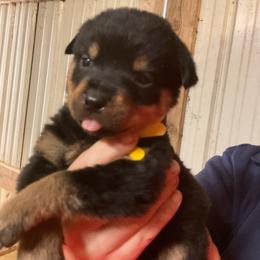 Boy 2 - Black and mahogany male Rottweiler puppy in Cartersville, Virginia from Vom Heldenhaft Rottweilers