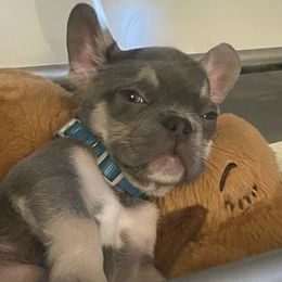 French Bulldogs from Powerline Frenchies