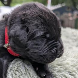 Red - Black male Newfoundland puppy in Independence, Missouri from K & L Ranch