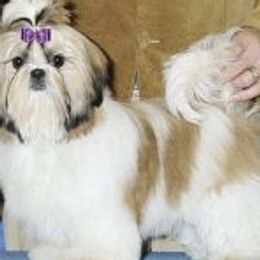 Kissy - Shih Tzu