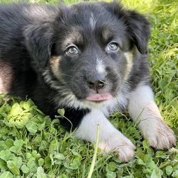 Australian Shepherd Puppies from Bedtime Story Australian Shepherds