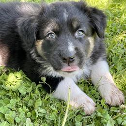 Australian Shepherd Puppies from Bedtime Story Australian Shepherds
