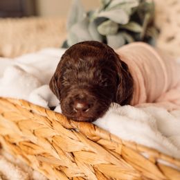 Bernedoodle and Labradoodle Puppies from Royal Doodles