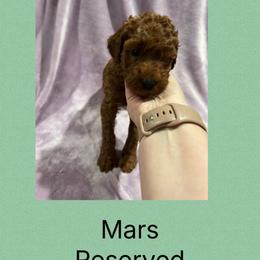 Mars - Red male Irish Doodle puppy in Harrisburg, Arkansas from Ransone’s Ridge Runners Poodles and Doodles