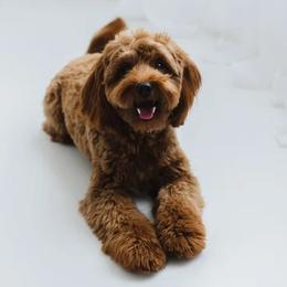 Rock - Goldendoodle