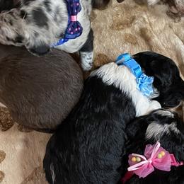 Anatolian Shepherd Dogs and Scottish Terriers from Lee Valley Scotties