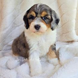 Integrity - Blue merle female Aussiedoodle puppy in Cleveland, Georgia from Jam's Doodles And Poodles