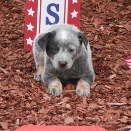 Henry Knox - Blue mottled male Australian Cattle Dog puppy in Buffalo Valley, Tennessee from Buffalo Valley Breeders