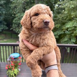 Vanilla - Apricot male Aussiedoodle puppy in High Point, North Carolina from Kingsfield Doodles