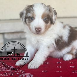 Knight - Red merle Miniature Australian Shepherd puppy in Azle, Texas from Weston Family Farms