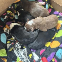 Border Collie Puppies from Athena’s Collies