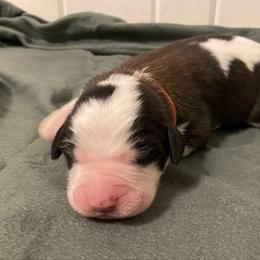Red collar male - Red and white male Saint Bernard puppy in Albany, Georgia from Magnolia Saint Bernards