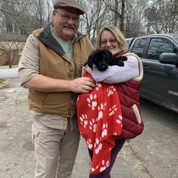 Labrador Retriever Puppies from Sweetwater Labrador Retrievers