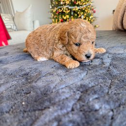 Ozzy - Apricot male Poodle puppy in Queen Creek, Arizona from Prestigious Toy Poodles