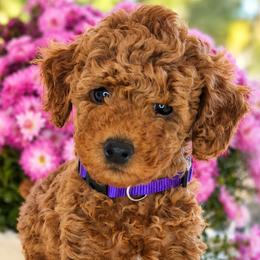EMBER- female (purple collar) - Red  female Poodle puppy in Spotsylvania, Virginia from Sweet Honey Poodles of Virginia