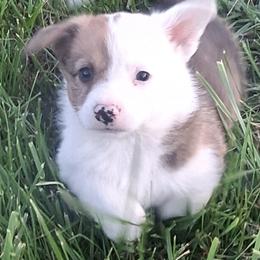 Rodeo - Red male Pembroke Welsh Corgi puppy in Hillsville, Virginia from Bonderosa Kennels